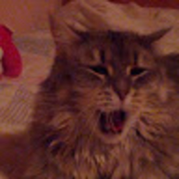 Meet your Posher, Reagan - Picture 1 of 1